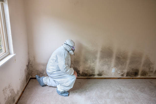 Best DIY Mold Remediation Support Services in Nanticoke, PA
